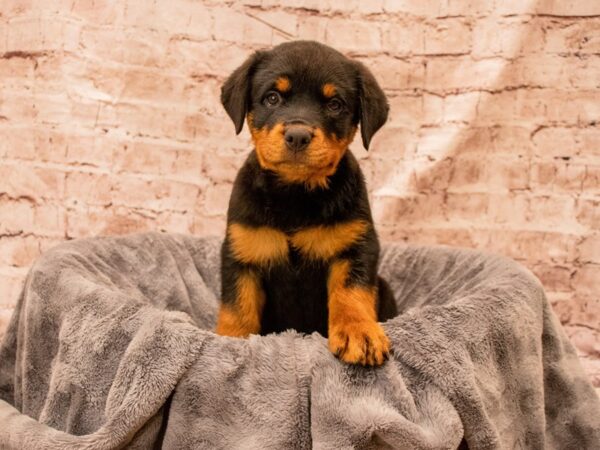 Rottweiler- Available 9/7-DOG-Female-Black / Tan-1473-PetCenter Old Bridge, New Jersey