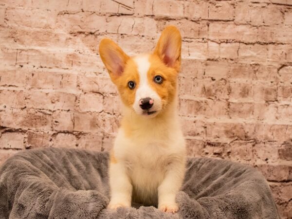 Pembroke Welsh Corgi- Available 9/7-DOG-Male-Sable / White-1474-PetCenter Old Bridge, New Jersey