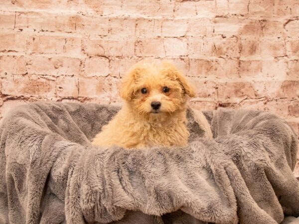 Malti-Poo- Available 9/7-DOG-Male-Apricot-1485-PetCenter Old Bridge, New Jersey