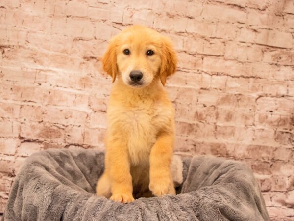 Golden Retriever- Available 9/7-DOG-Female-Light Golden-1484-PetCenter Old Bridge, New Jersey