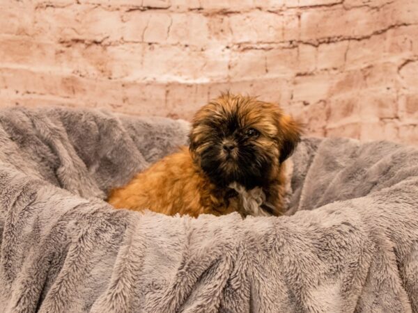 Shih Tzu- Available 9/7-DOG-Female-Red-1481-PetCenter Old Bridge, New Jersey