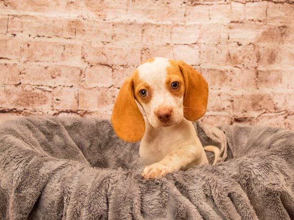 Beagle- Available 9/7-DOG-Female-Red and White-1480-PetCenter Old Bridge, New Jersey