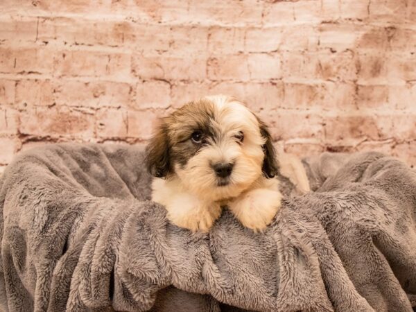 Coton De Tulear- Available 9/7-DOG-Male-White-1479-PetCenter Old Bridge, New Jersey