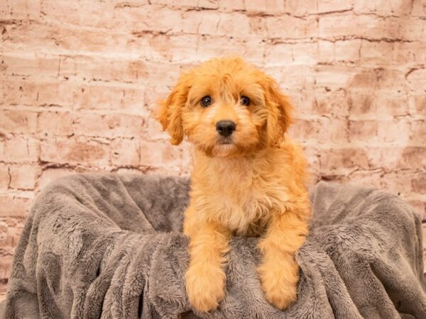 Cavachon- Available 9/7-DOG-Female-Ruby-1477-PetCenter Old Bridge, New Jersey