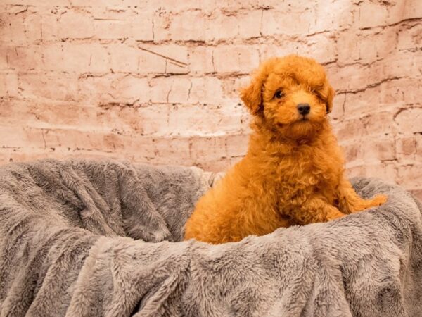 Poodle- Available 9/7-DOG-Male-Red-1476-PetCenter Old Bridge, New Jersey