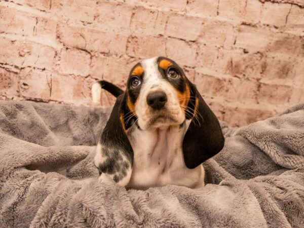 Basset Hound- Available 9/7-DOG-Female-Black Brown and White-1475-PetCenter Old Bridge, New Jersey