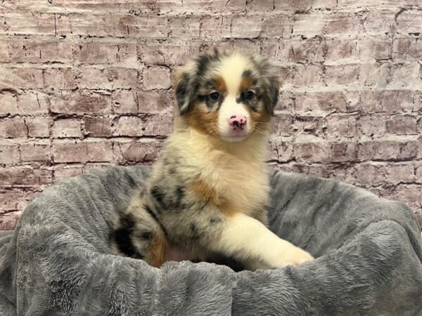 Australian Shepherd-DOG-Female-Blue Merle-1490-PetCenter Old Bridge, New Jersey