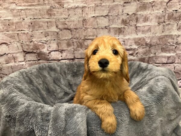 Mini Goldendoodle-DOG-Male-Red-1489-PetCenter Old Bridge, New Jersey