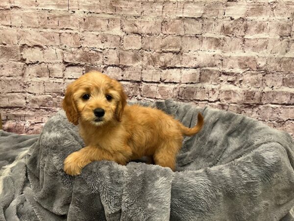 Mini Goldendoodle-DOG-Female-Red-1488-PetCenter Old Bridge, New Jersey