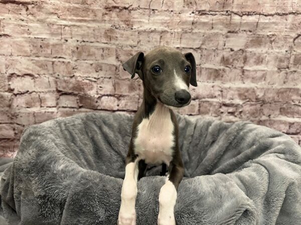 Italian Greyhound-DOG-Male-Blue-1495-PetCenter Old Bridge, New Jersey