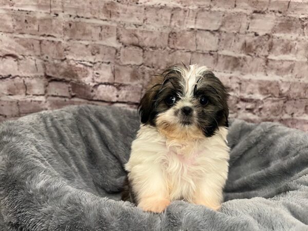 Shih Tzu-DOG-Female-Sable / White-1492-PetCenter Old Bridge, New Jersey