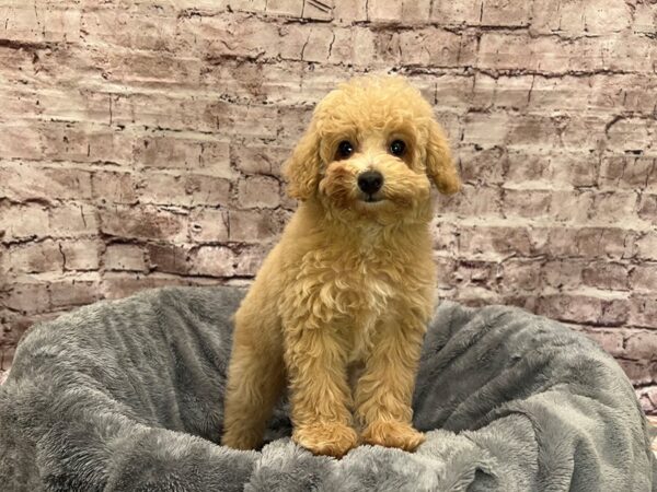 Poodle-DOG-Female-Apricot-1494-PetCenter Old Bridge, New Jersey