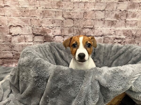 Jack Russell Terrier-DOG-Male-Brown / White-1487-PetCenter Old Bridge, New Jersey