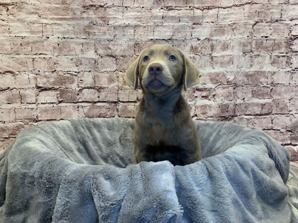 Labrador Retriever- Available 9/14-DOG-Male-Silver-1501-PetCenter Old Bridge, New Jersey