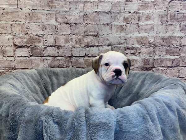 English Bulldog- Available 9/14-DOG-Male-Red and White-1500-PetCenter Old Bridge, New Jersey