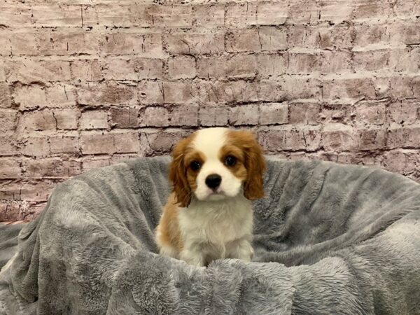 Cavalier King Charles Spaniel- Available 9/14-DOG-Male-Blenheim-1498-PetCenter Old Bridge, New Jersey