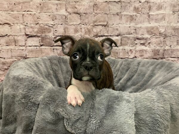 Boston Terrier- Available 9/14-DOG-Male-Brindle and White-1499-PetCenter Old Bridge, New Jersey