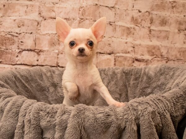 Chihuahua- Available 9/21-DOG-Female-White-1512-PetCenter Old Bridge, New Jersey