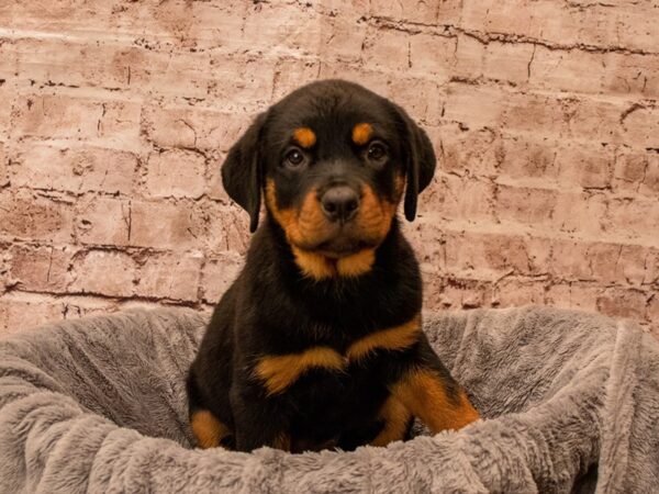 Rottweiler- Available 9/21-DOG-Female-Black / Tan-1505-PetCenter Old Bridge, New Jersey