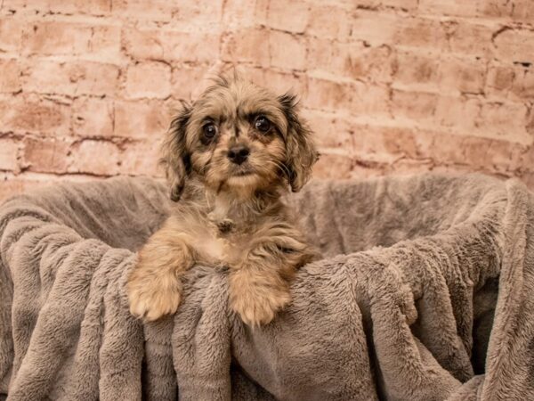 Cavapoo- Available 9/21-DOG-Male-Blue Merle-1511-PetCenter Old Bridge, New Jersey
