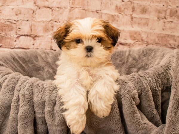 Shih Tzu- Available 9/21-DOG-Male-Red and White-1510-PetCenter Old Bridge, New Jersey