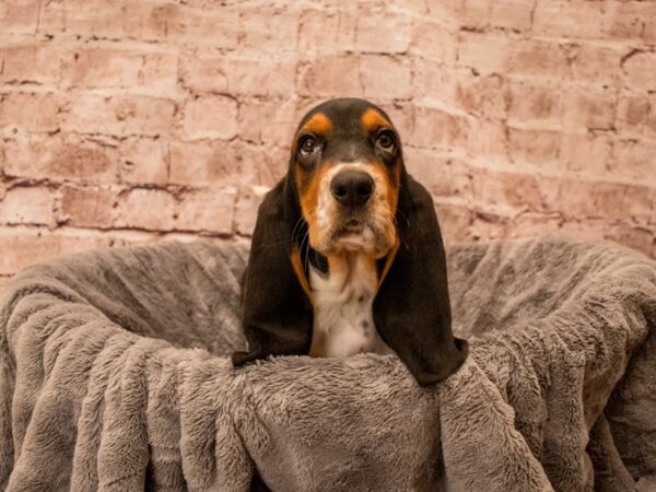 Basset Hound- Available 9/21-DOG-Female-Black White and Tan-1509-PetCenter Old Bridge, New Jersey