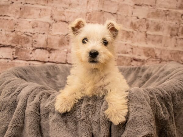 West Highland White Terrier- Available 9/21-DOG-Male-White-1504-PetCenter Old Bridge, New Jersey