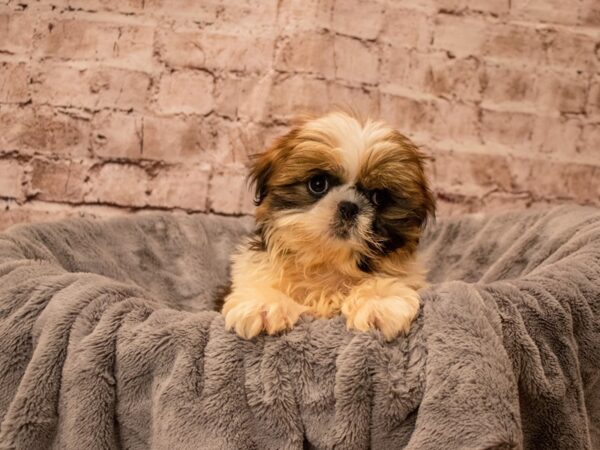 Shih Tzu- Available 9/21-DOG-Male-Dark Brown-1503-PetCenter Old Bridge, New Jersey