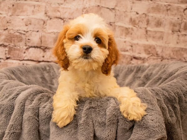 Cockapoo- Available 9/21-DOG-Female-Buff / White-1508-PetCenter Old Bridge, New Jersey