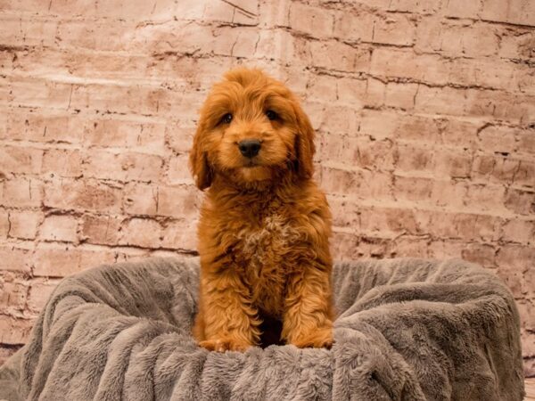 Mini Goldendoodle- Available 9/21-DOG-Male-Red-1502-PetCenter Old Bridge, New Jersey