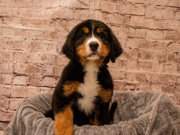 Bernese Mountain Dog- Available 9/21-DOG-Female-Black Rust / White-1507-PetCenter Old Bridge, New Jersey