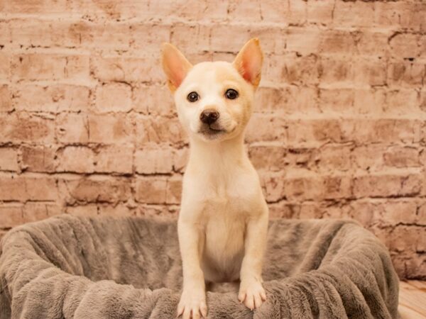 Shiba Inu- Available 9/28-DOG-Female-White-1532-PetCenter Old Bridge, New Jersey