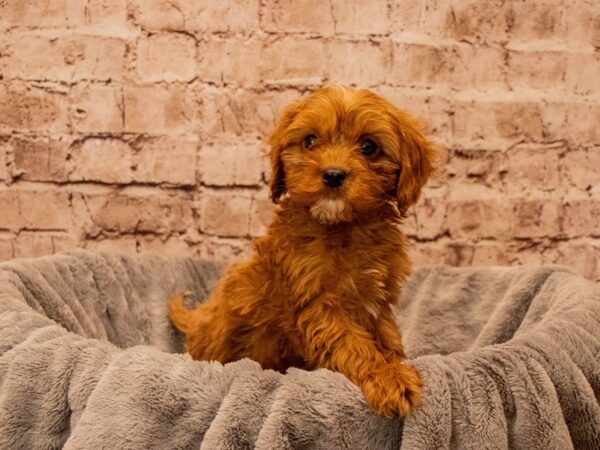 Cavapoo- Available 9/28-DOG-Male-Red-1529-PetCenter Old Bridge, New Jersey
