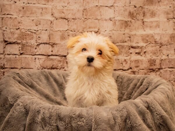 Havanese- Available 9/28-DOG-Male-Cream-1530-PetCenter Old Bridge, New Jersey