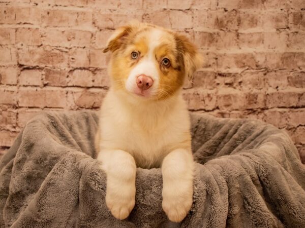 Australian Shepherd- Available 9/28-DOG-Female-Red Merle-1519-PetCenter Old Bridge, New Jersey