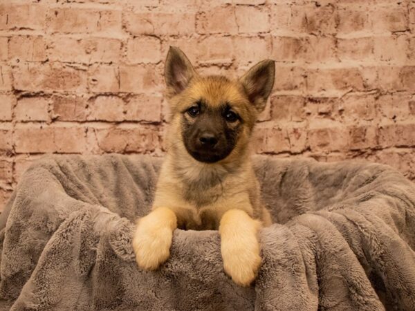 Norwegian Elkhound-DOG-Female-Black / Silver-1513-PetCenter Old Bridge, New Jersey