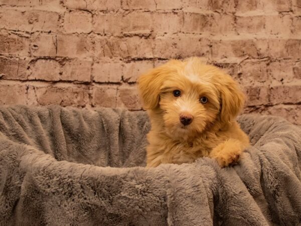Aussiepoo- Available 9/28-DOG-Female-Cream / White-1520-PetCenter Old Bridge, New Jersey