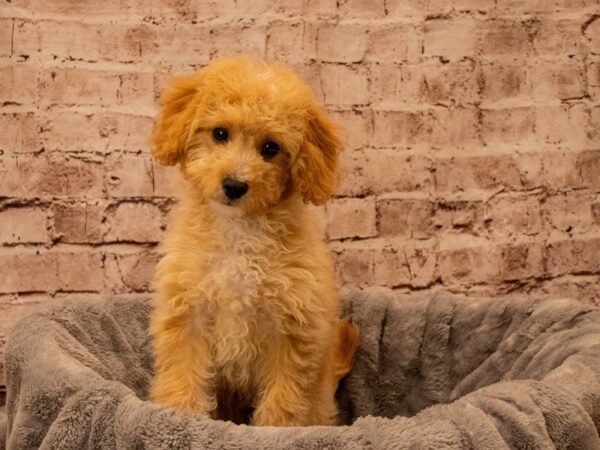 Mini Goldendoodle- Available 9/28-DOG-Male-Apricot-1514-PetCenter Old Bridge, New Jersey