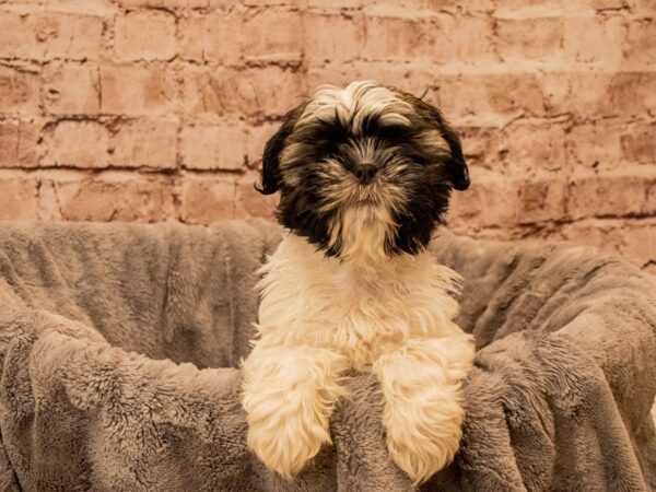 Shih Tzu- Available 9/28-DOG-Male-Brindle and White-1524-PetCenter Old Bridge, New Jersey