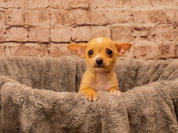 Chihuahua- Available 9/28-DOG-Male-Cream-1525-PetCenter Old Bridge, New Jersey