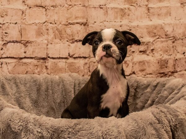 Boston Terrier- Available 9/28-DOG-Female-Black Brindle and White-1526-PetCenter Old Bridge, New Jersey