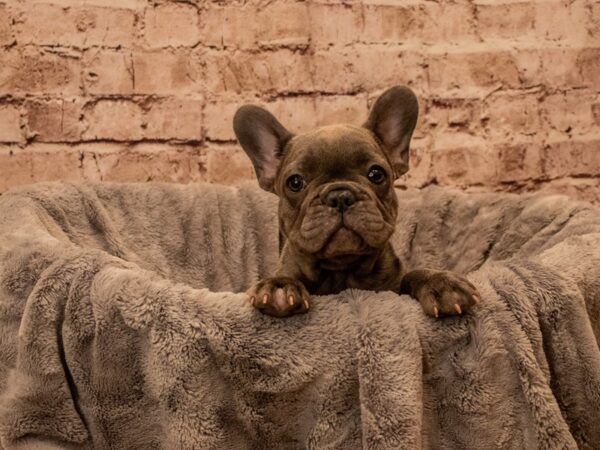 French Bulldog- Available 9/28-DOG-Female-Blue-1523-PetCenter Old Bridge, New Jersey