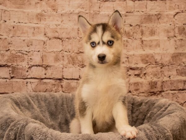 Pomsky- Available 9/28-DOG-Female-Gray / White-1516-PetCenter Old Bridge, New Jersey