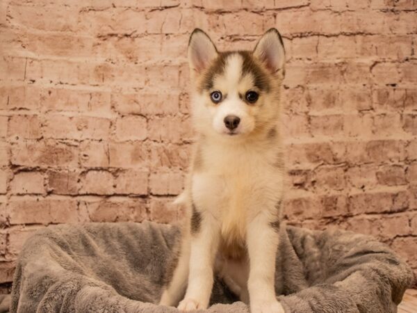 Pomsky- Available 9/28-DOG-Male-Gray / White-1517-PetCenter Old Bridge, New Jersey