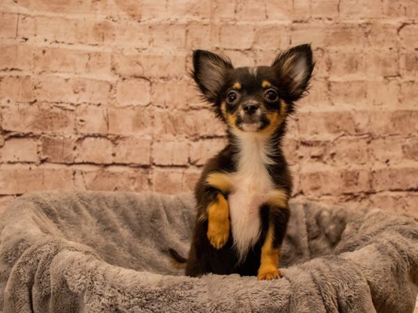 Chihuahua- Available 9/28-DOG-Male-Black / White-1515-PetCenter Old Bridge, New Jersey