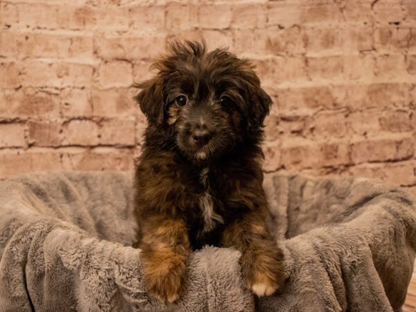 Mini Aussiedoodle- Available 9/28-DOG-Female-Chocolate-1518-PetCenter Old Bridge, New Jersey