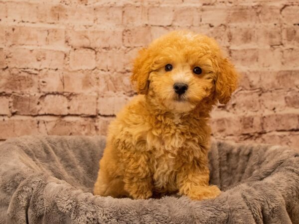 Bichon Poo- Available 9/28-DOG-Male-Apricot-1522-PetCenter Old Bridge, New Jersey