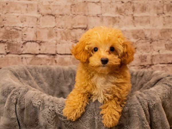 Poodle- Available 9/28-DOG-Male-Apricot-1521-PetCenter Old Bridge, New Jersey