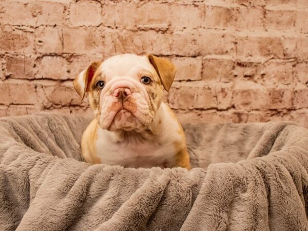 English Bulldog- Available 9/28-DOG-Female-Red Merle-1528-PetCenter Old Bridge, New Jersey
