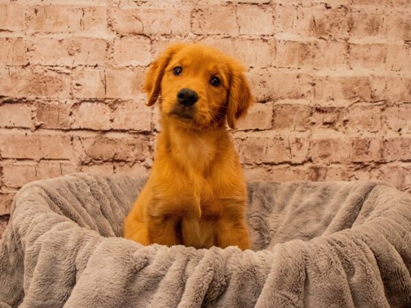 Golden Retriever- Available 9/28-DOG-Female-Dark Golden-1531-PetCenter Old Bridge, New Jersey